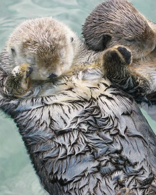 Deux loutres de mer se tiennent la main en dormant sur l'eau